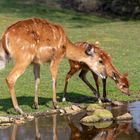 Sitatunga-Antilope