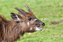 Sitatunga Antilope