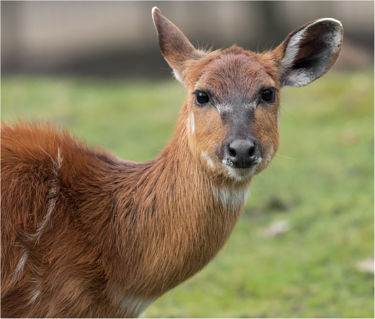 Sitatunga-Antilope