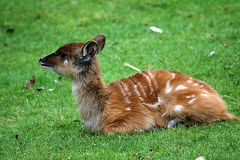 Sitatunga Antilope