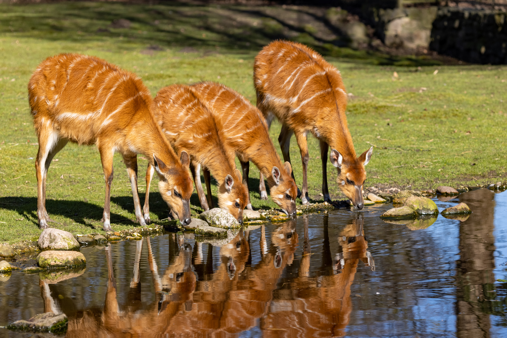 Sitatunga Antilope