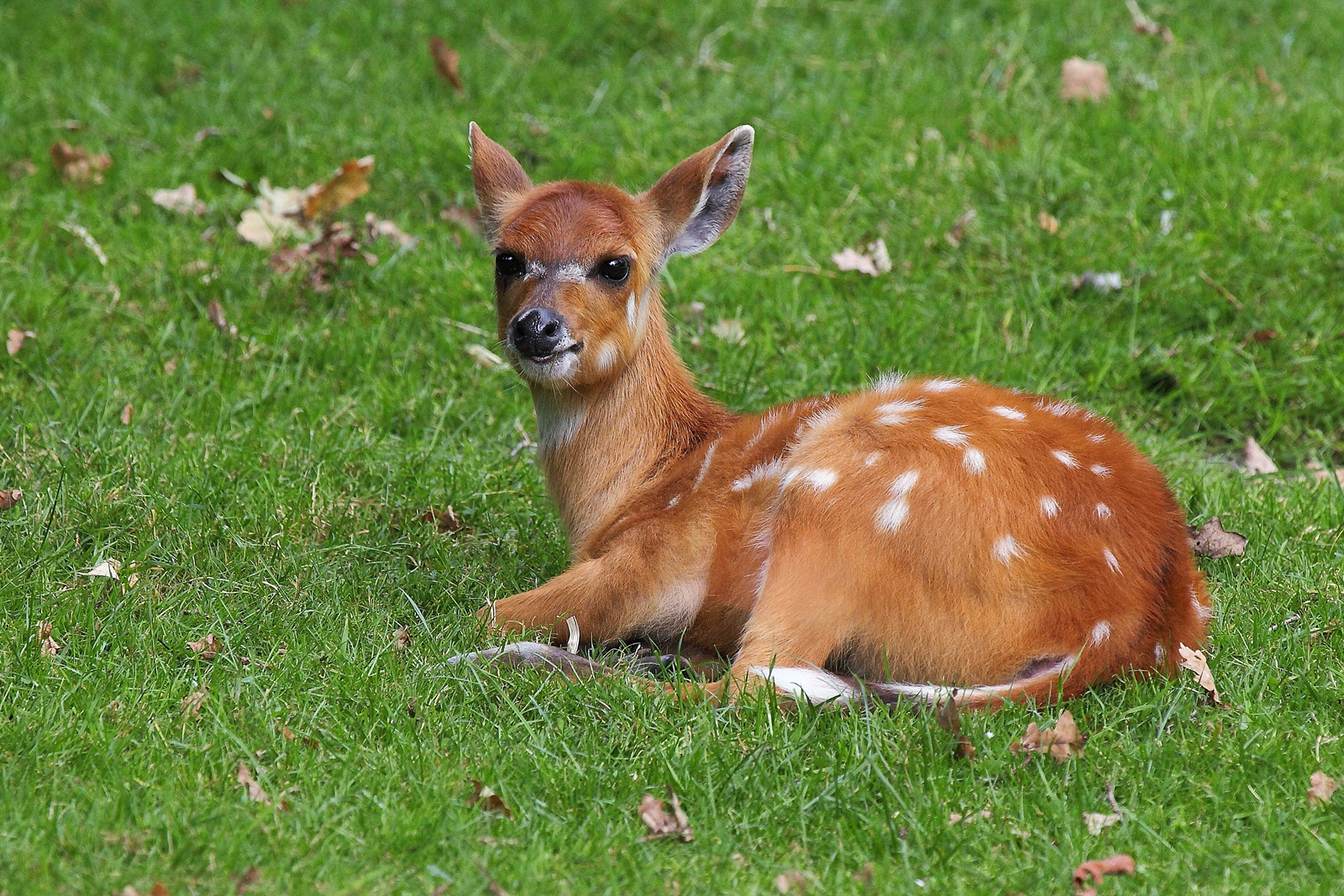 Sitatunga - Antilope - Kitz