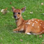 Sitatunga - Antilope - Kitz