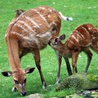 Sitatunga Antilope - Mutter und Kind