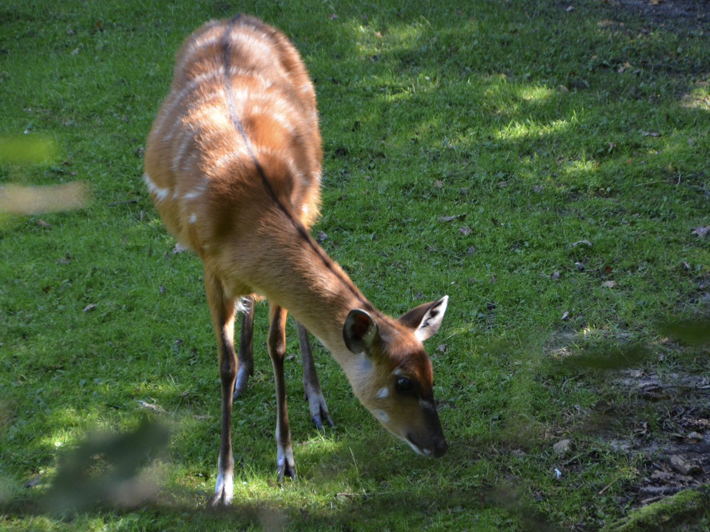 (Sitatunga) Antilope  Nachwuchs Rheine 15.9.23 