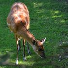 (Sitatunga) Antilope  Nachwuchs Rheine 15.9.23 