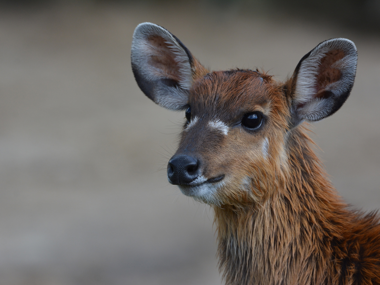 Sitatunga