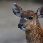 Sitatunga