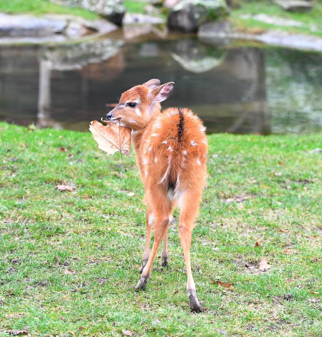 Sitatunga Baby