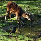 Sitatunga