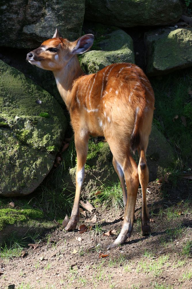 Sitatunga