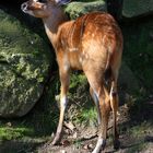 Sitatunga