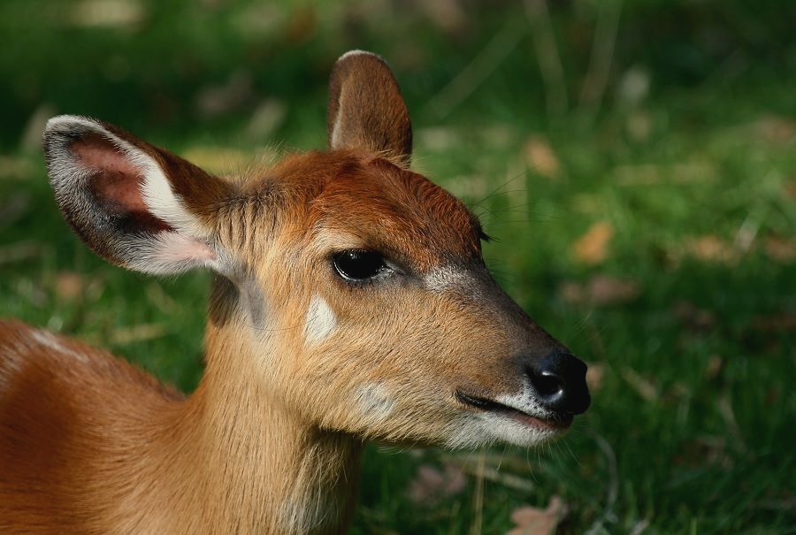 Sitatunga