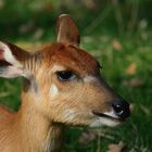 Sitatunga