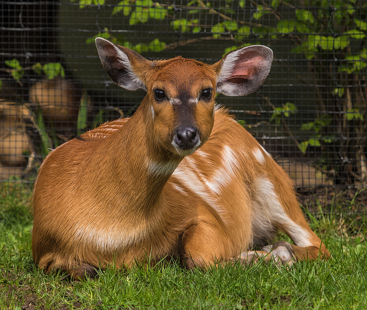 Sitatunga Jungtier 