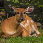 Sitatunga Jungtier 