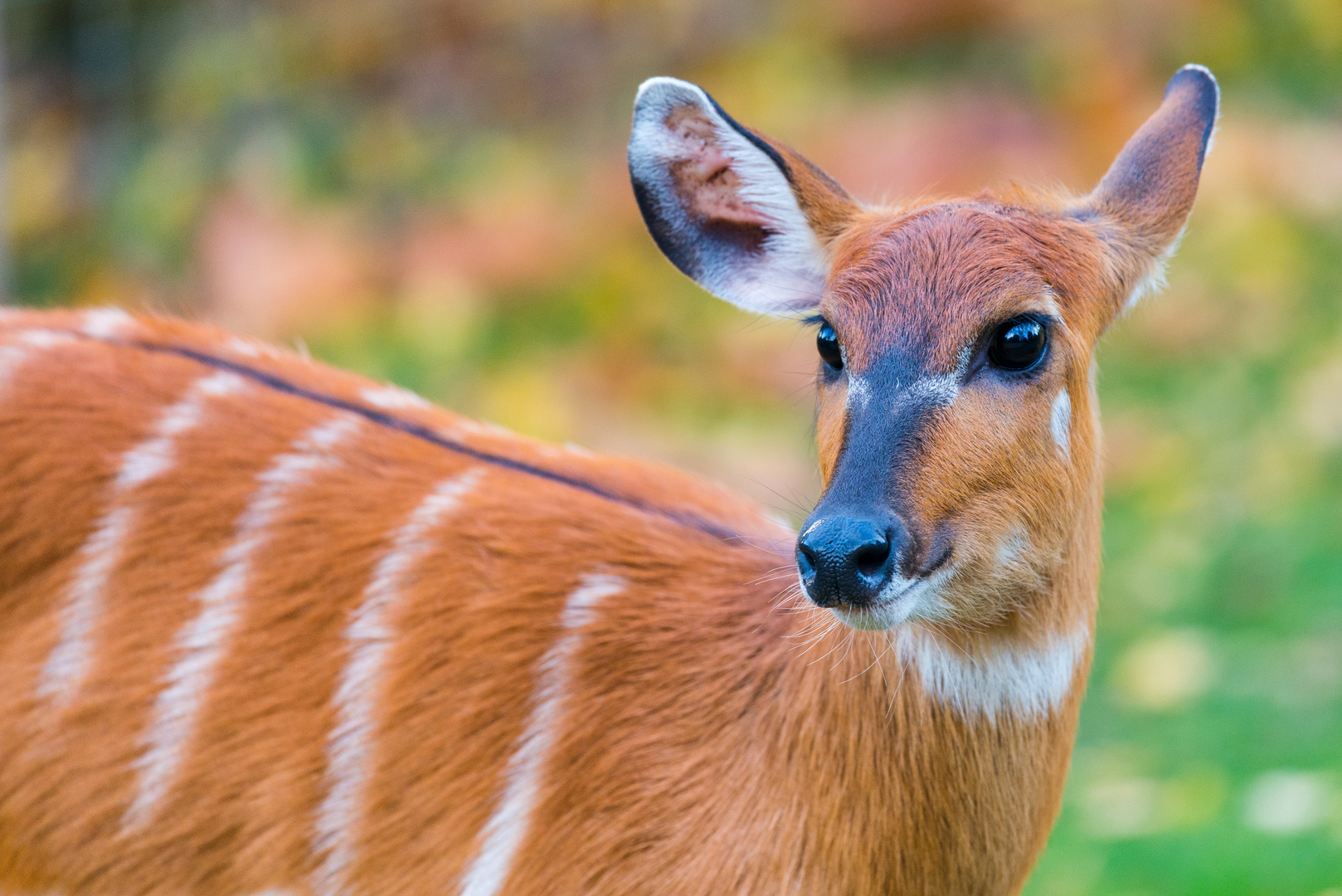 Sitatunga Portrait