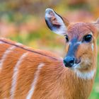 Sitatunga Portrait