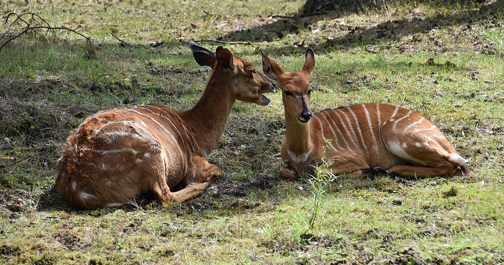 Sitatunga / Tragelaphus spekii