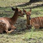 Sitatunga / Tragelaphus spekii