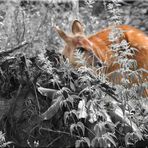 Sitatunga - Wasserkudu Weibchen