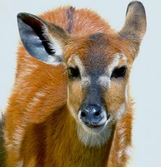 Sitatunga (zur Eingewöhnung im Neuwieder Zoo)