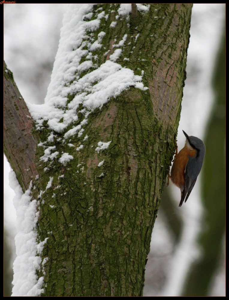 Sitelle dans les bois.