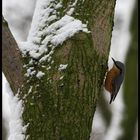 Sitelle dans les bois.