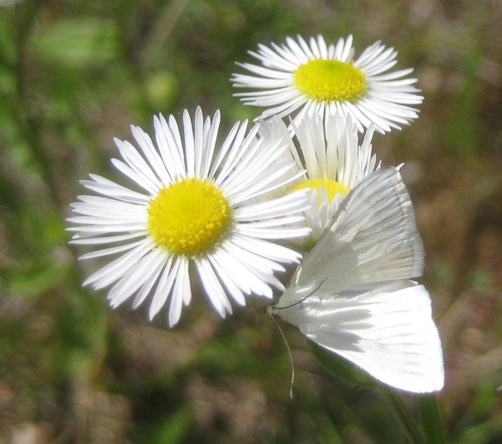 Sitochroa palealis- Möhrenzünsler