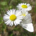 Sitochroa palealis- Möhrenzünsler