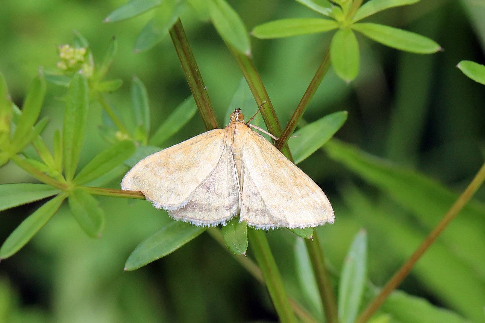 Sitochroa verticalis