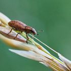 Sitona sp. (Blattrandkäfer, Graurüssler)