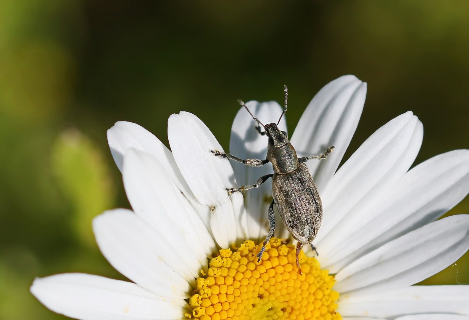 Sitona suturalis 