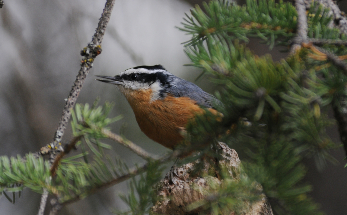 sitta canadensis 