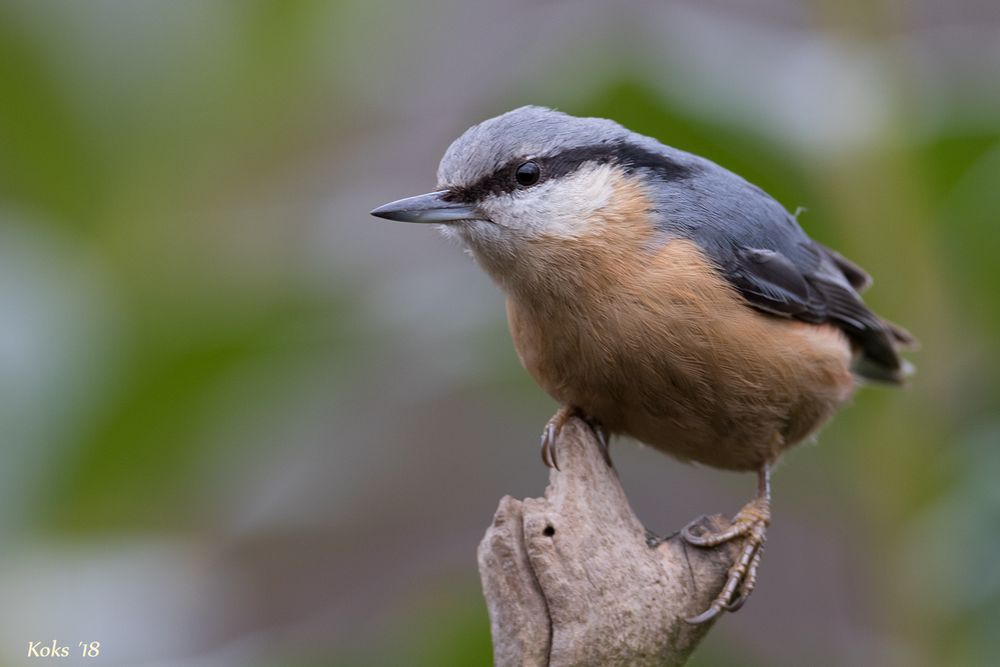 Sitta europaea