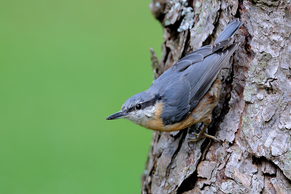 Sitta Europaea