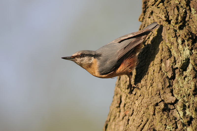 Sitta europaea