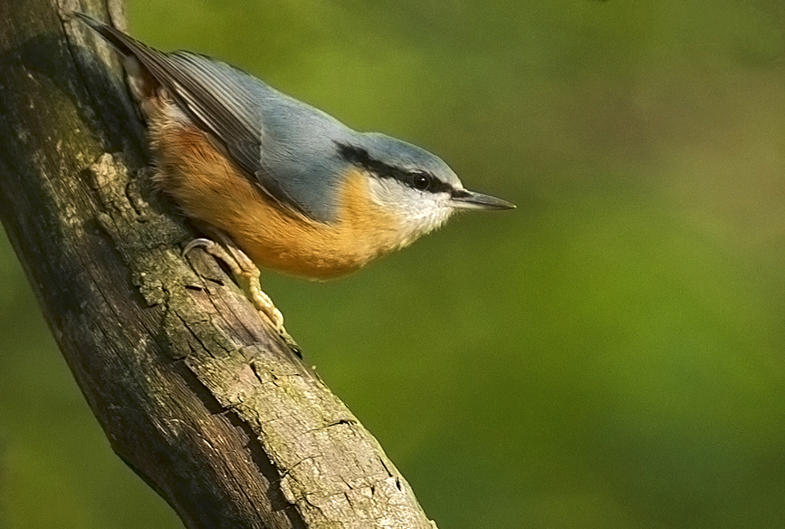 Sitta europaea