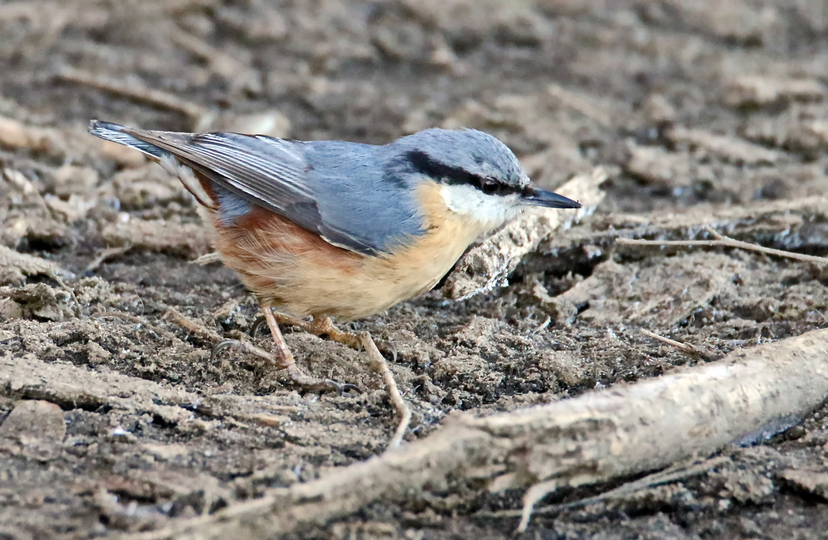 Sitta europaea caesia