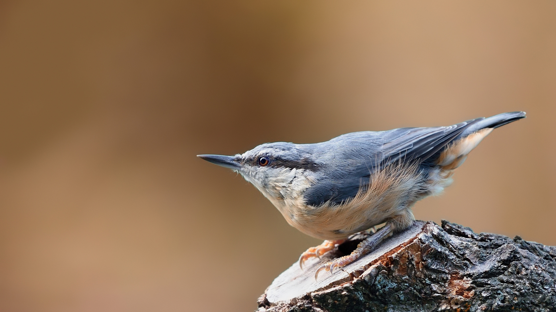 Sitta europaea