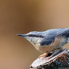 Sitta europaea