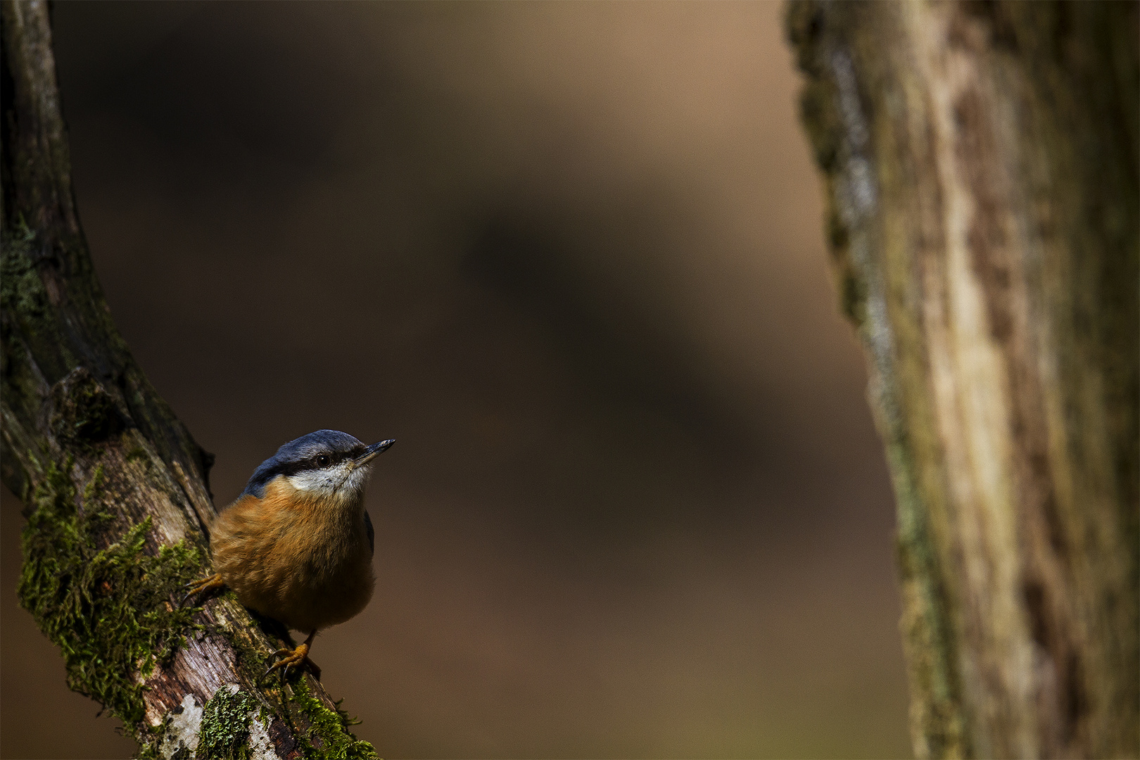 Sitta europaea II