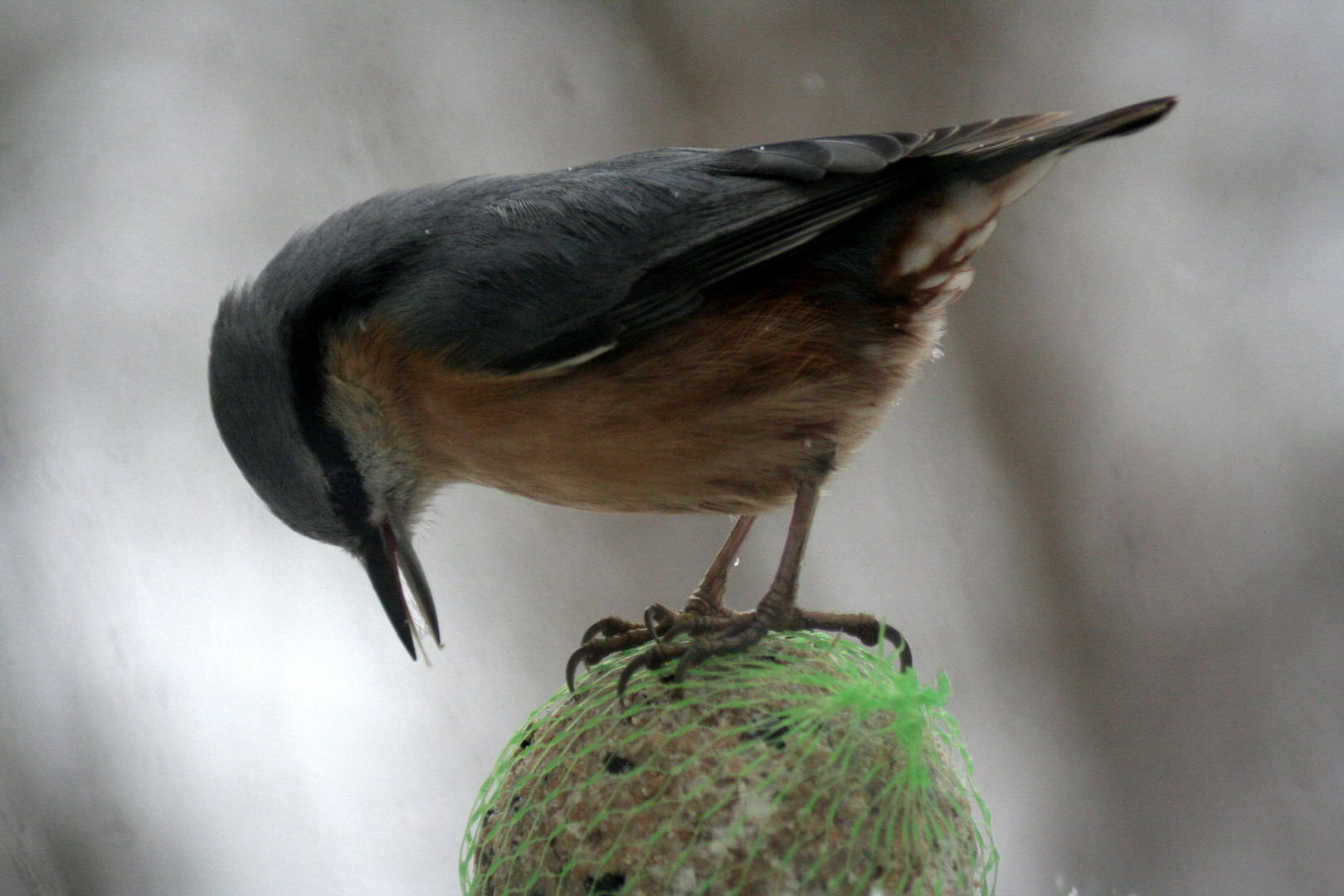 Sitta europaea - Kleiber