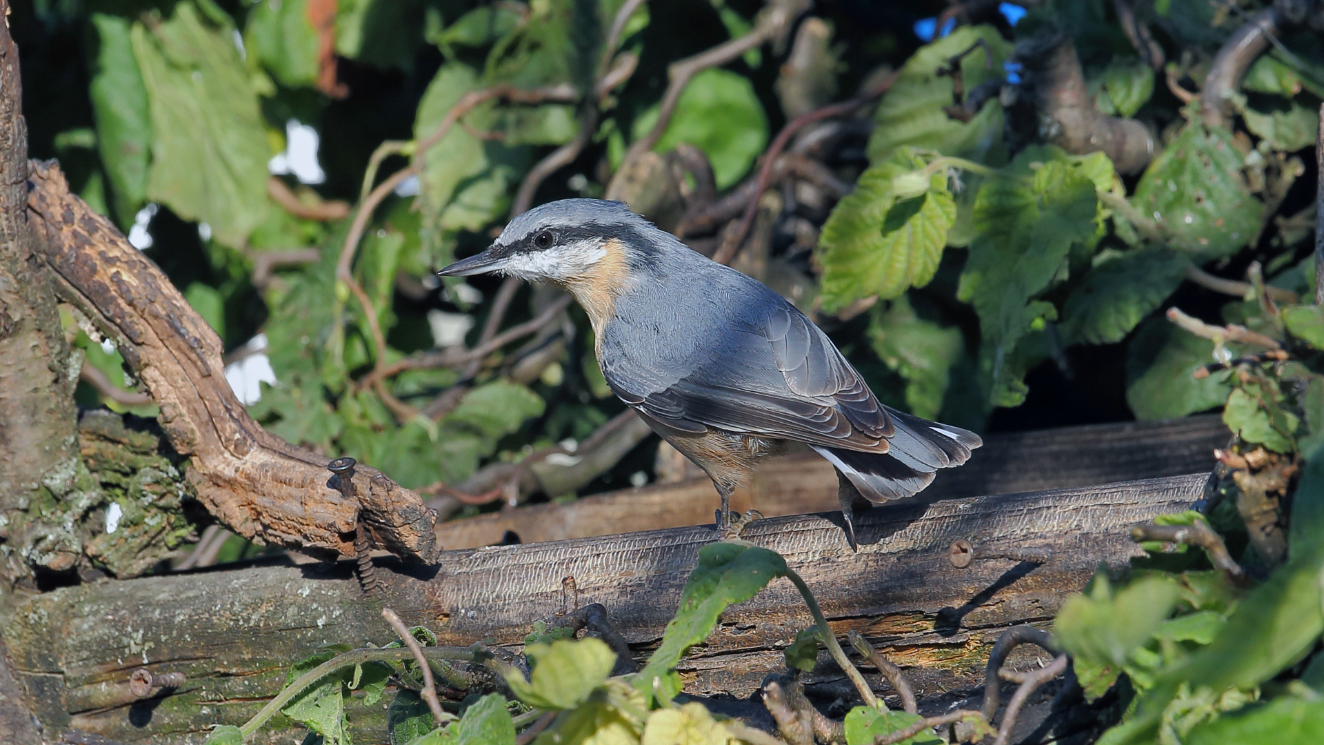 Sitta europaea - Kleiber in meinem Garten...