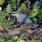 Sitta europaea - Kleiber in meinem Garten...