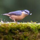 Sitta europaea levitatus