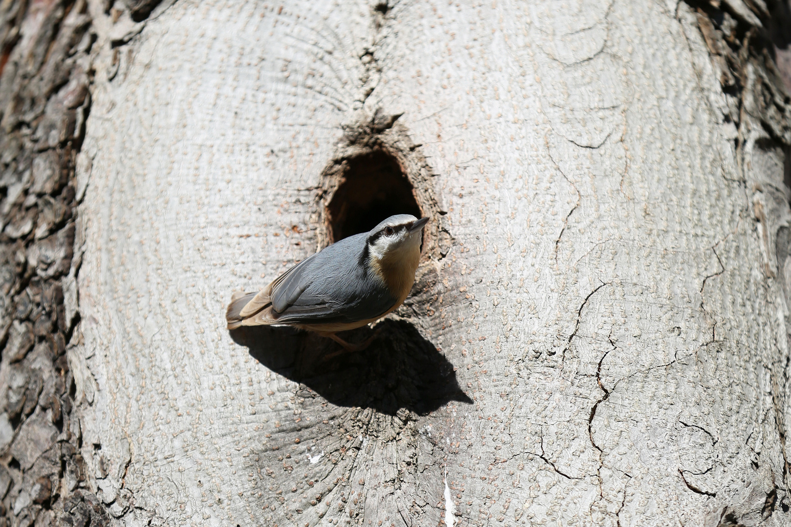 Sitta europaea - Nuthatch - Kleiber