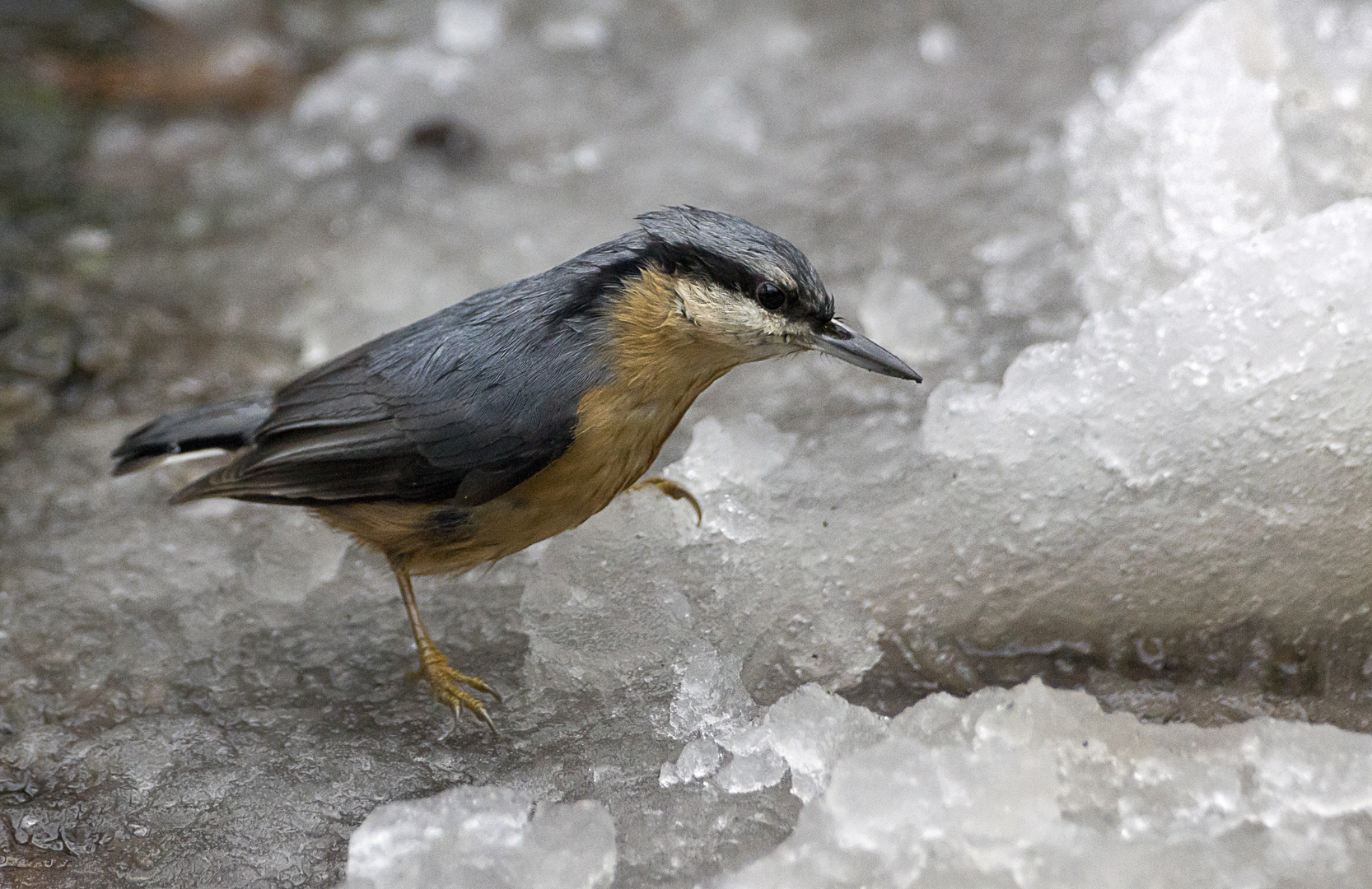 Sittelle dans la  glace