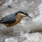 Sittelle dans la  glace