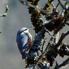 Sittelle parade au soleil